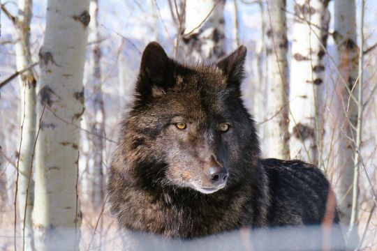Canmore & Banff Transfer from Calgary: Wolfdog Sanctuary Included