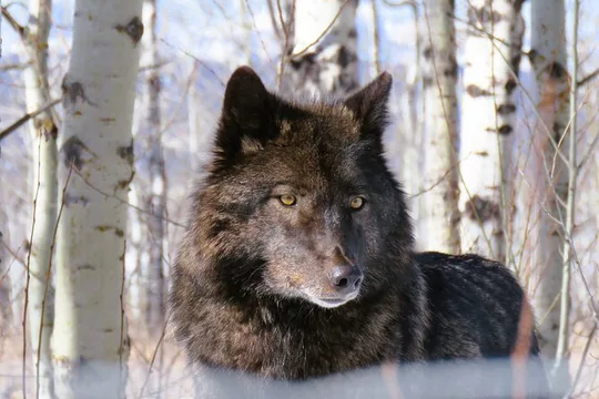 Banff Day Trip & Wolfdog Sanctuary Tour