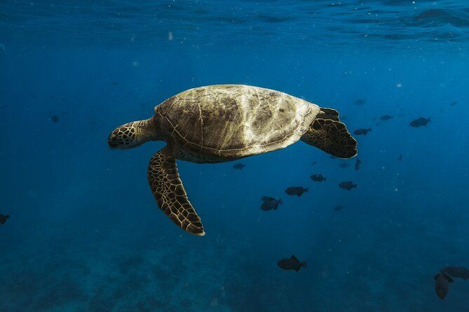 Small group Turtle Snorkel (18 people max): Sightings Guaranteed