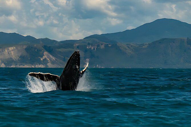 Kaikoura Day Tour From Christchurch