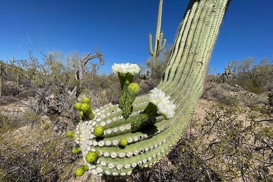 Saguaro National Park Guided Hikes