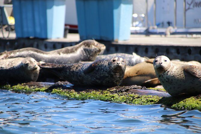 Poulsbo Harbor Seal Kayak Tour