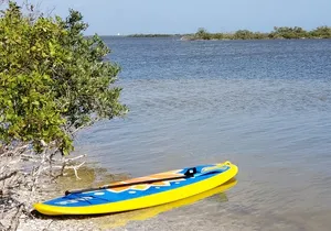 Coastal Wildlife Stand-Up Paddle Adventure