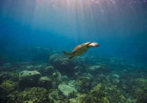 Snorkeling Adventure by Boat