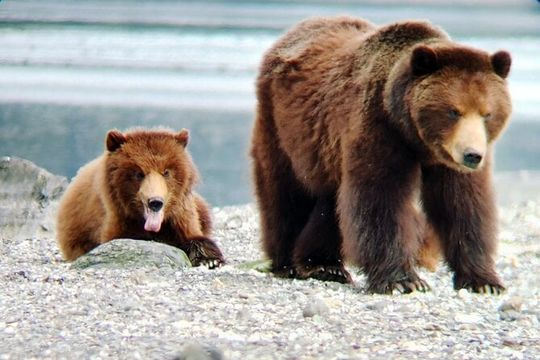 Bear Viewing at Pack Creek
