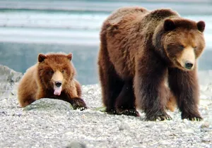 Bear Viewing at Pack Creek