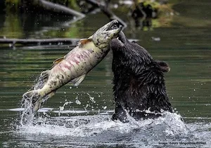 4hr Custom Private Tour of Ketchikan (14 People) Wildlife + More