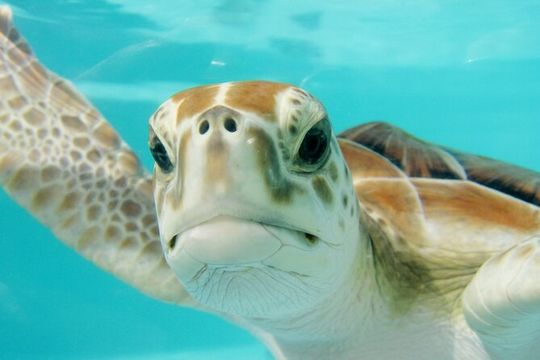 Tulum Ruins, Swimming with Turtles, 3 Cenotes and Mexican Lunch