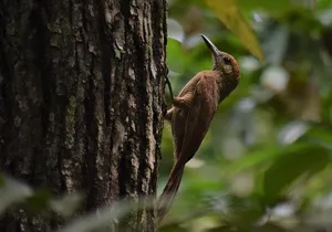 Guided Bird Watching Private Tour in TOH Nature Reserve