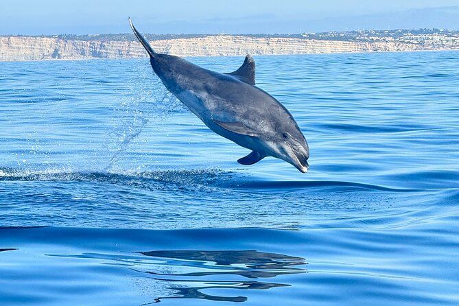 Dolphins & Whales small-group 3h tour with Biologist