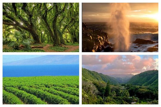 Fun! Open-Air Banyan Tree Forest & Blowhole Sight-Seeing MauiTour