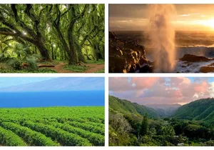 Fun! Open-Air Banyan Tree Forest & Blowhole Sight-Seeing MauiTour