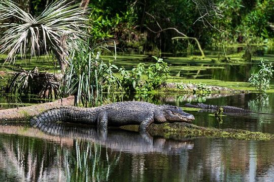 Private Everglades Eco Adventure: Airboats, Gators & Wild Florida