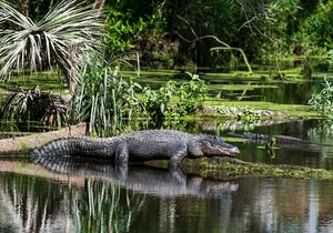 Private Everglades Eco Adventure: Airboats, Gators & Wild Florida