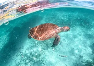 Half-day Tour Sea Turtles Encounter in Akumal Bay