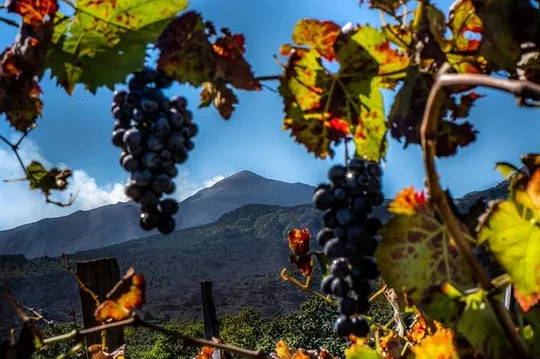 Etna and Wine an experience between nature and aromas with taste.