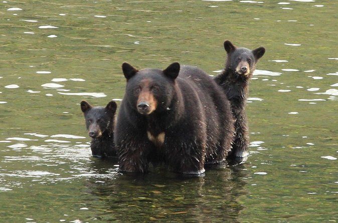 4hr Custom Private Tour of Ketchikan (14 People) Wildlife + More
