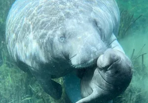 Private 2Hour Clear Kayak/ROC Paddle Board Rental on Silver River