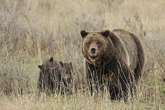 Private Small Group Yellowstone Wildlife Safari