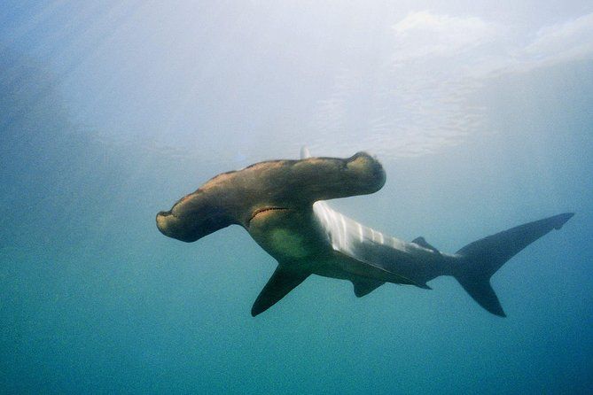 Full-Day Scuba Dive Charter: Hammerhead Experience from Warkworth
