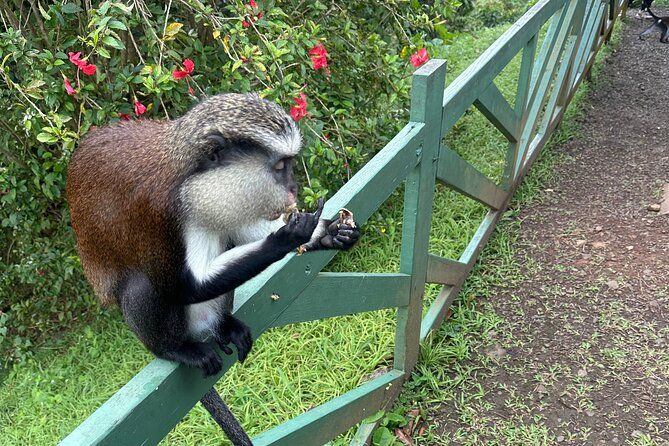 Chocolate, Waterfall, spices and Nature tours!