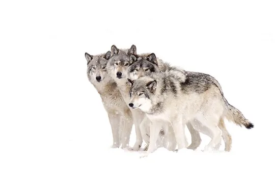 Bozeman, MT: Yellowstone Wolves & Winter 4 Day/3 Night Adventure