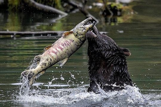 6hr Custom Private Tour of Ketchikan (4 People) Wildlife + More
