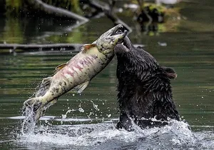 6hr Custom Private Tour of Ketchikan (4 People) Wildlife + More