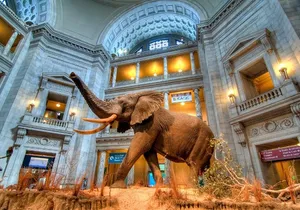 American and Natural History in One Day