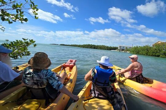 Guided Mangrove Eco Tours Kayak or Paddleboard Adventure