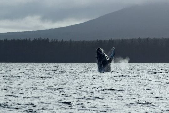Sitka Sound Marine Wildlife Tour