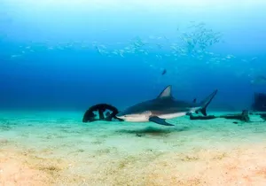 Cabo Pulmo Diving Adventure