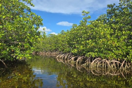 Florida Keys Kayak And Paddleboard Rentals