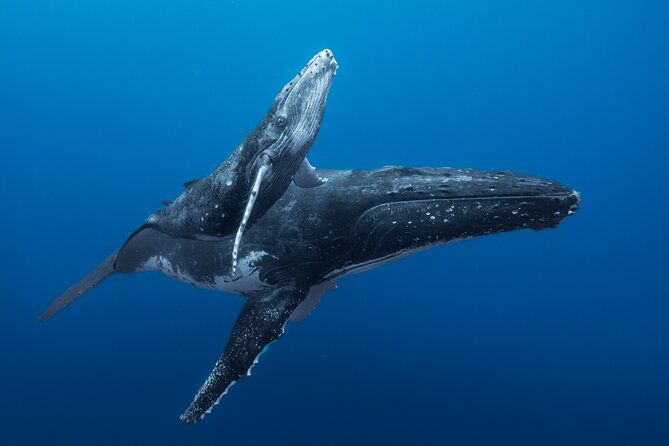 Half day Whales watching PRIVATE group