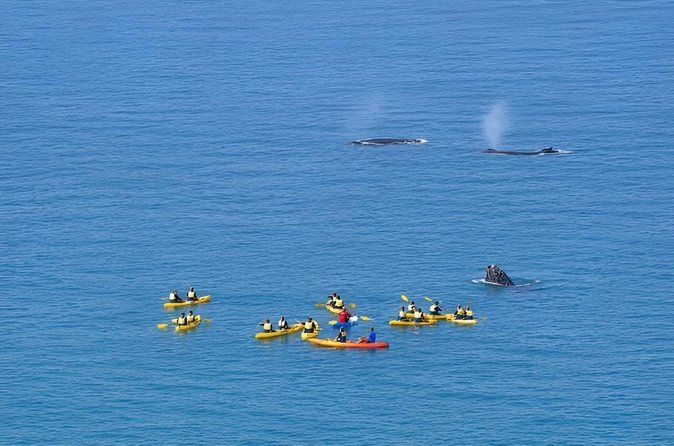 Rainbow Beach: Whale Watching Ocean Kayak Tour & Beach 4X4