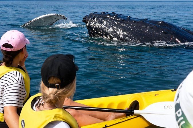 Rainbow Beach: Whale Watching Ocean Kayak Tour & Beach 4X4