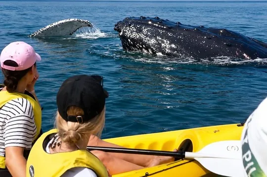 Rainbow Beach: Whale Watching Ocean Kayak Tour & Beach 4X4