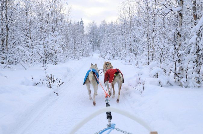 Rovaniemi Lapland Husky Experience 5km