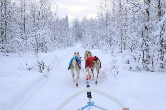Rovaniemi Lapland Husky Experience 5km