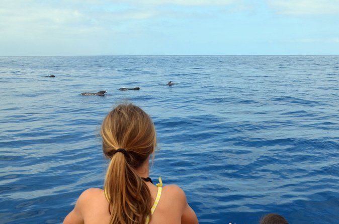 Tenerife: Whale & Dolphin Watching Cruise & Swim, Los Cristianos