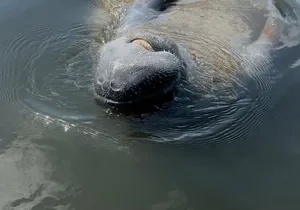 Guided Kayak Experience at EG Simmons Park