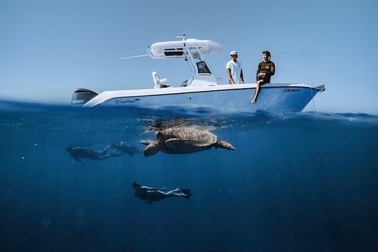 Marine Wildlife Snorkel Tour Sharks Shipwreck