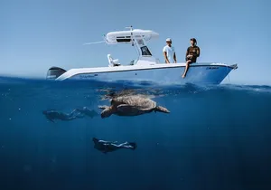 Marine Wildlife Snorkel Tour Sharks Shipwreck