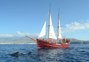 Tenerife: Pirate Ship Whale Safari with Swimming Stop
