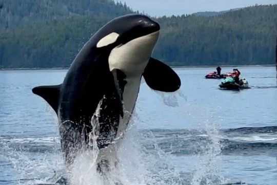 Juneau Jetski & Whale Adventure