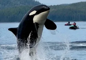 Juneau Jetski & Whale Adventure