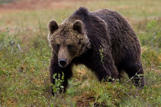 Exclusive Locations Private Bear Viewing