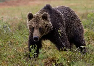 Exclusive Locations Private Bear Viewing