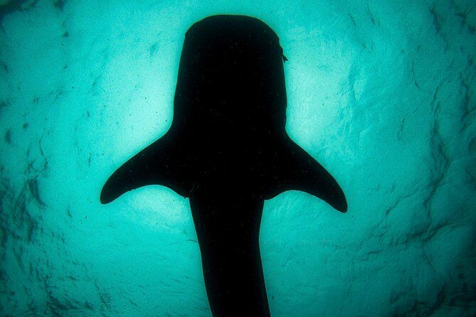 Whale Sharks and Sea Lions Snorkeling Picnic at Balandra Beach