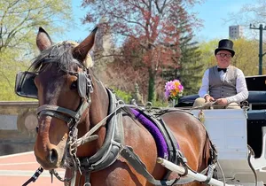 NYC Central Park Horse and Carriage Ride: Long Ride 45 min